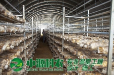 昭通滁州市食用菌温室大棚公司
